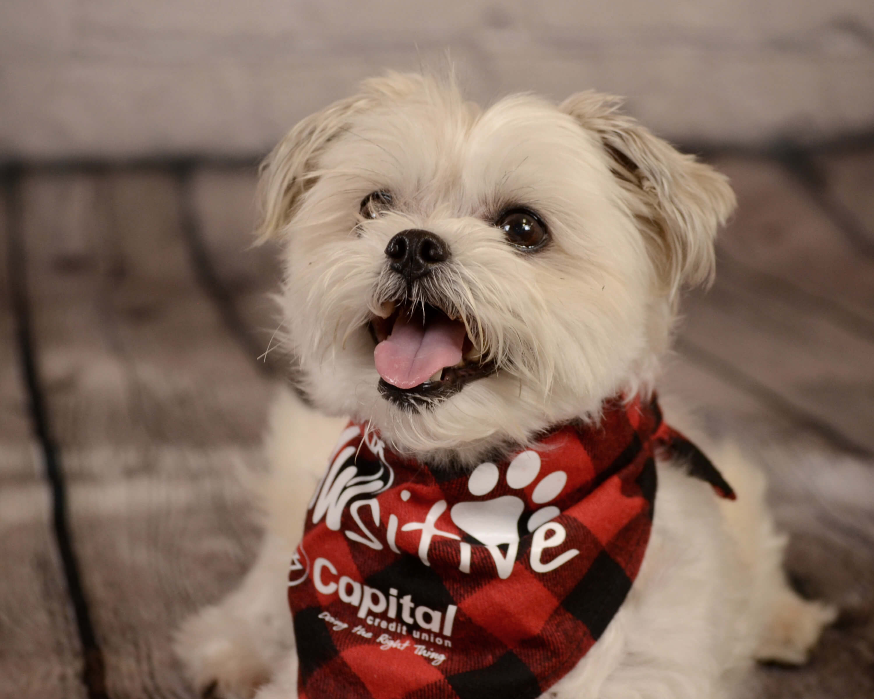 Cute dog wearing a Capital CU branded bandanna.