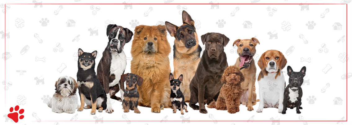 Dog days of Summer photoshoot