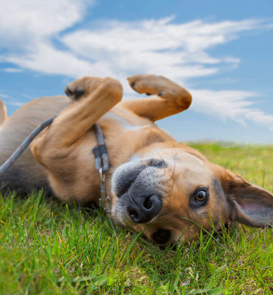 dog rolling over