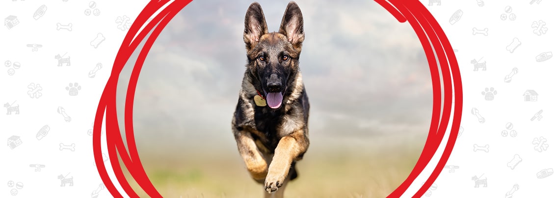 Cute dog running