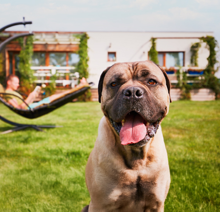 Dog in yard of new home. 