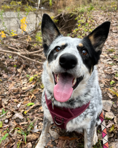 Dog outside sitting in harness
