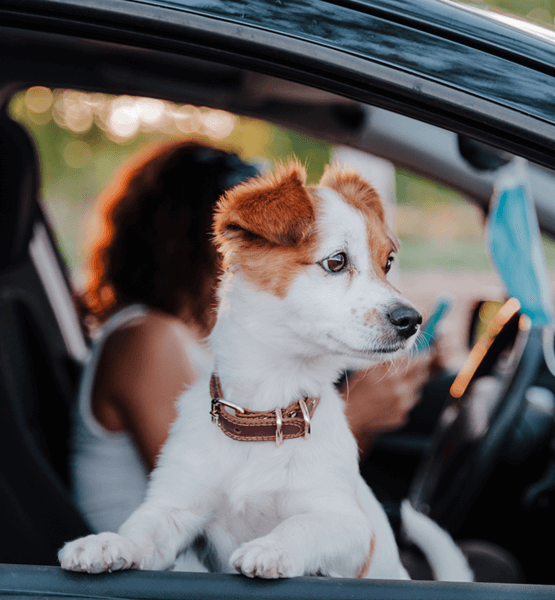 Puppy in car looking out the window.