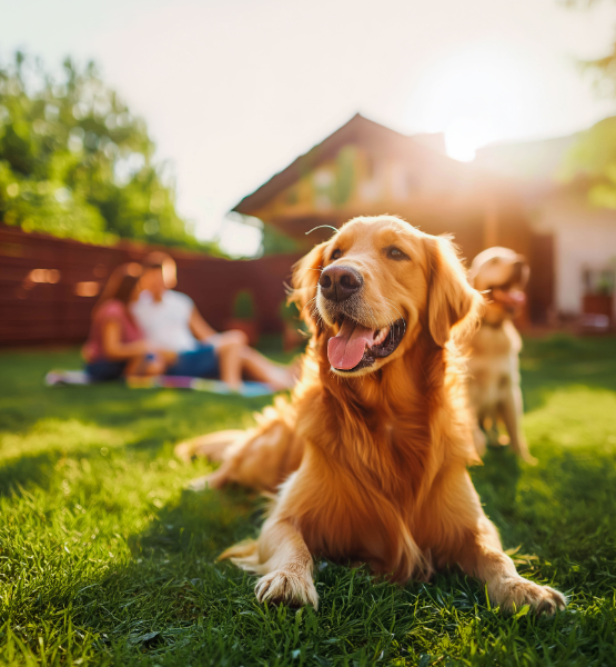 Cute dogs enjoying nice yard of new home. 