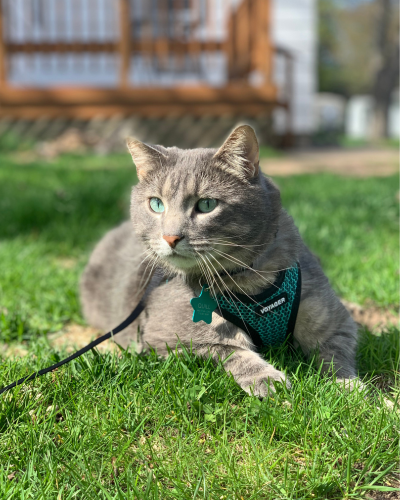 Cat sitting outside in harness
